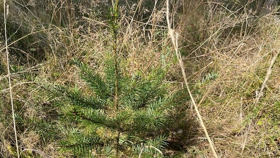 Waldumbau Harz