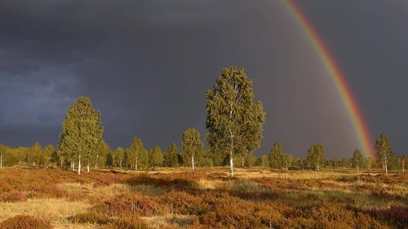 Ein Regenbogen über der Oranienbaumer Heide