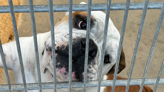 Ein Hund hinter einem Gitter.