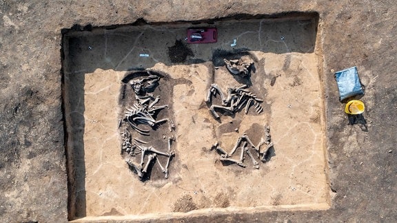 Bei Ausgrabungen entdeckte Skelette