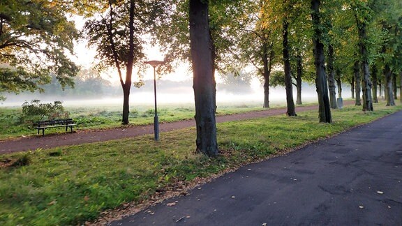 Morgennebel im Stadtpark in Magdeburg.