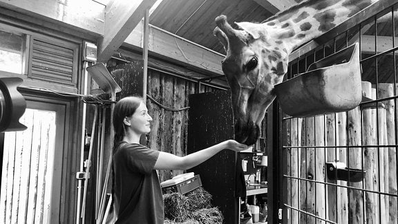 Giraffenkuh Femke wird von Tierpflegerin gefüttert