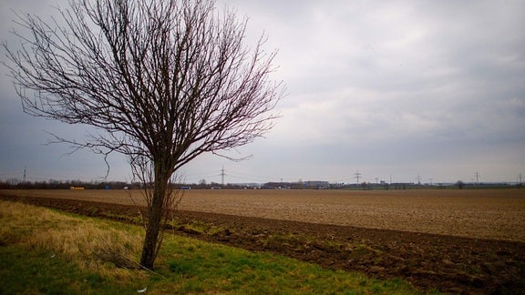 Ein kahler Baum steht am Rande eines Feldes