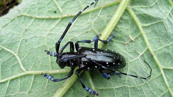Ein schwarzer Käfer mit Punkten sitzt auf einem Blatt