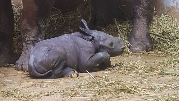Ein Nashorn mit neugeborenem Tier