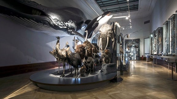 Ausgestopfte Tiere im Museum