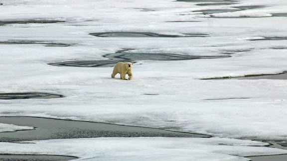 Ein Eisbär auf dem Eis neben der Polarstern.