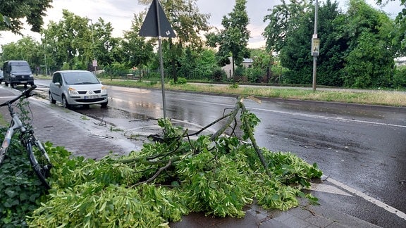 Ein herabgefallener Ast liegt nach einem Unwetter auf einer Straße in Magdeburg.