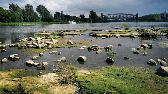 Der Wasserstand der Elbe bei Magdeburg lässt Steine und Flächen auftauchen. 
