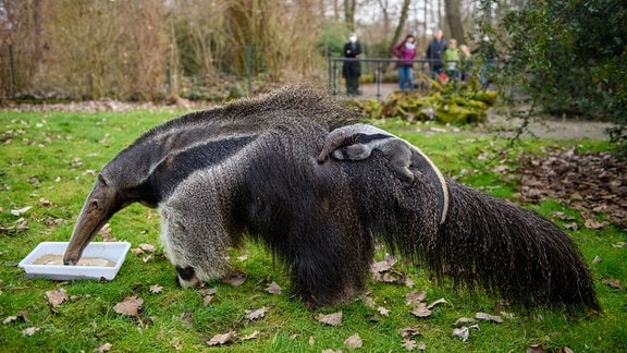 Ein Armeisenbär-Junges klammert sich im Zoo an das Fell des Muttertiers «Estrella». 