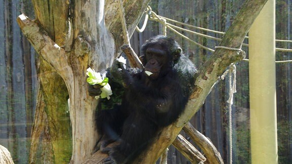 Eine Schimpansin sitzt auf einer Astgabel und isst Salat