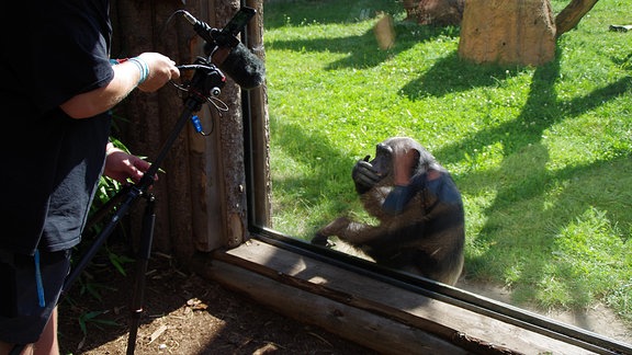 Ein Kameramann filmt eine Schimpansin an der Scheibe im Zoo