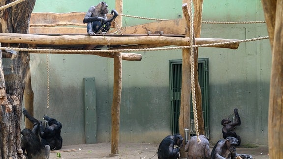 Schimpansen fressen im in ihrer Anlage im Zoo Magdeburg