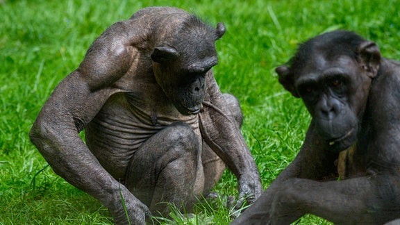 Das ranghöchste Schimpansen-Weibchen (l) und ein weiterer Schimpanse sitzen im Gras des Freigeheges und fressen.