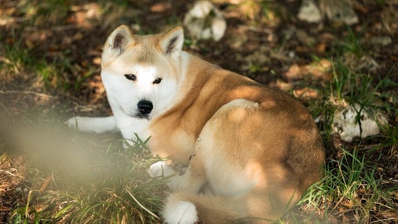 Hund der Rasse Akita liegt auf dem Boden