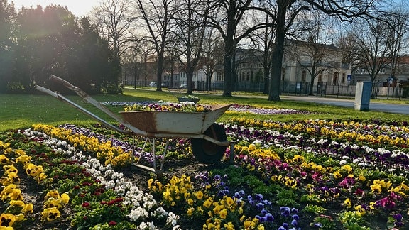 Eine mit Blumenerde gefüllte Schubkarre steht auf einem Blumenfeld