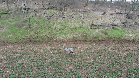 Drohnenaufnahme eines Emus, der auf einem Acker läuft
