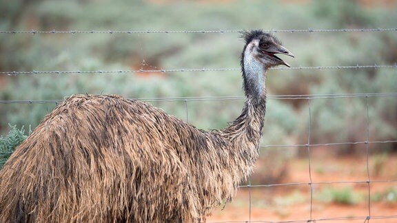 Ein Emu.