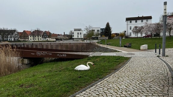 Der Stadtsee von Staßfurt