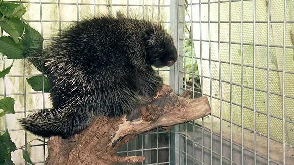 Baumstachler Karin in einem Gehege des Tierparks Schönebeck