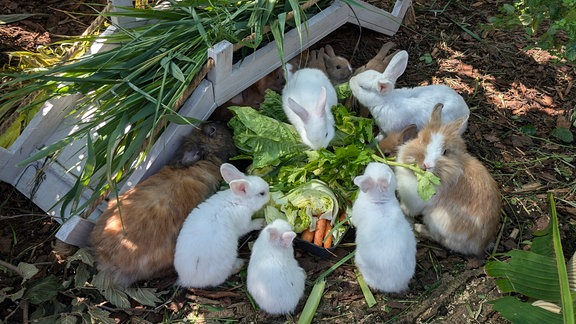 Mehrere Kaninchen sitzen um einen Salatkopf herum