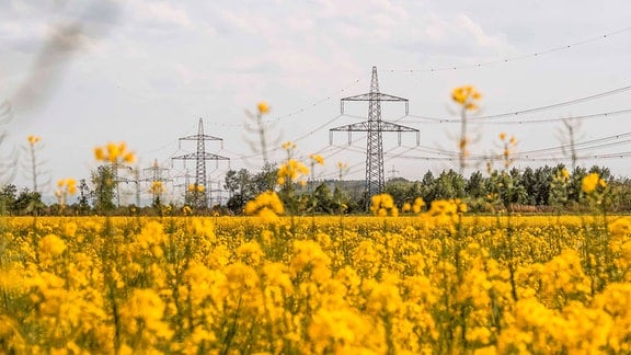 Stromtrasse hinter einem Rapsfeld