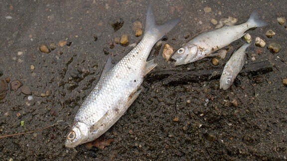 Verendete Fische liegen an einem Strand des Salbker Sees.