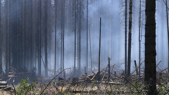 Waldbrand im Nationalpark Harz