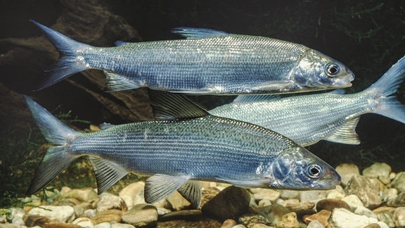 Renken, Maraenen (Coregonus spec.), mit Laichausschlag