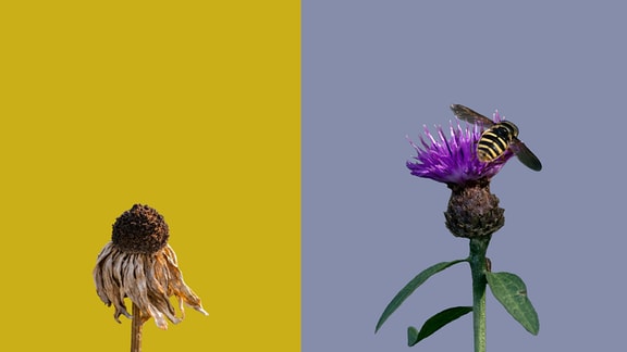 Ein verwelkte und eine blühende Blume vor gelbem und lila Hintergrund. Auf der blühenden Blume sitzt eine Biene.