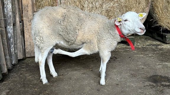 Das fünfbeinige Schaf Dolly steht in einem Stall.