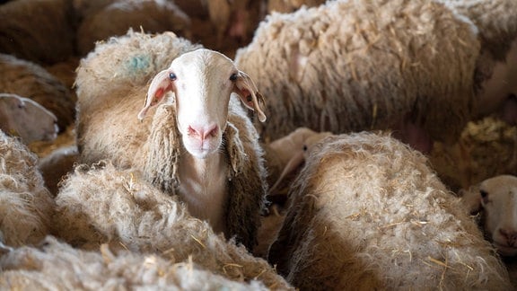 Ein Schaf im Stall, umringt von Artgenossen, blickt in die Kamera.