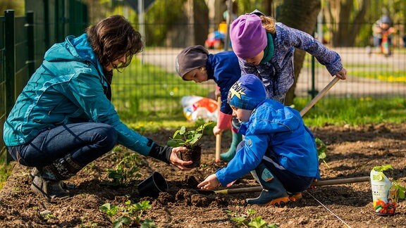 Die Kinder Jamie, Hanna und Alina pflanzen im Garten der Kindertagesstätte "Spatzenhaus" mit Erzieherin Christiane Kolz eine junge Erdbeerpflanze ein. 