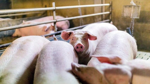 Hausschweine gehalten in einem koventionellen Schweinemastbetrieb. 