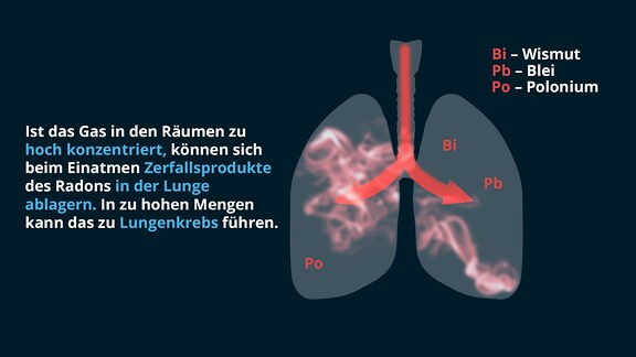 Ist das Gas in den Räumen zu hoch konzentriert, können sich beim Einatmen Zerfallsprodukte des Radons in der Lunge ablagern. In zu hohen Mengen kann das zu Lungenkrebs führen. 