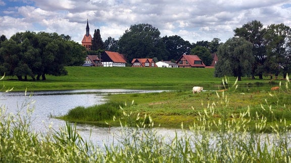 Blick über Wiesen und Altarme von dem Fluß Elbe auf die Häuser von der Ortschaft Beuster