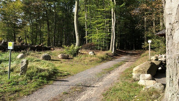 Ein gekiester Weg in den Wald hinein. Teil des Altmarkrundkurses.