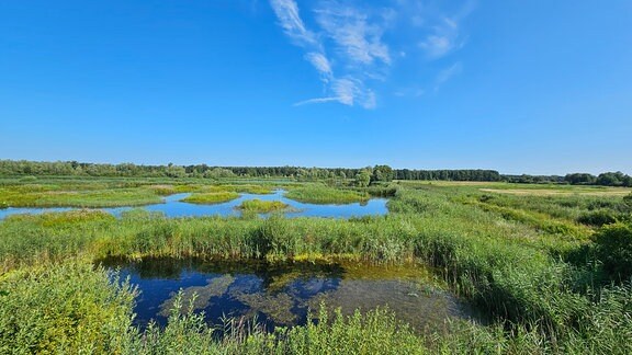 Eine Feuchtlandschaft