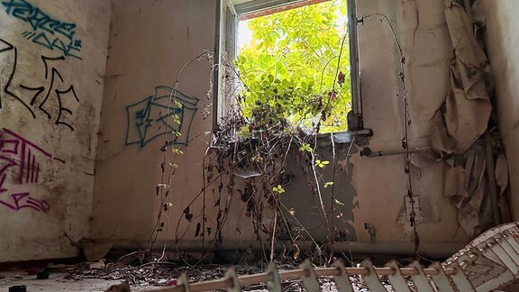 Durch ein offenes Fenster in einem verlassenen Zimmer wächst ein Strauch hinen