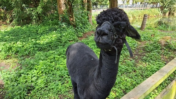 Ein schwarzes Alpaka im Tierpark am Jeetzeufer in Salzwedel