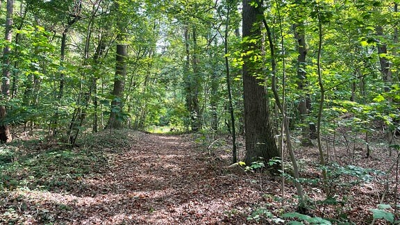 Zu sehen ist ein Weg innerhalb eines Waldes.
