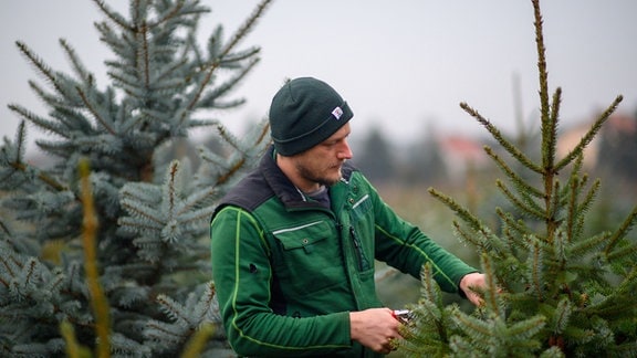 Ein Mitarbeiter des Stendaler Scheunenladens geht über die Weihnachtsbaumplantage und begutachtet das Wachstum der Nadelbäume. 