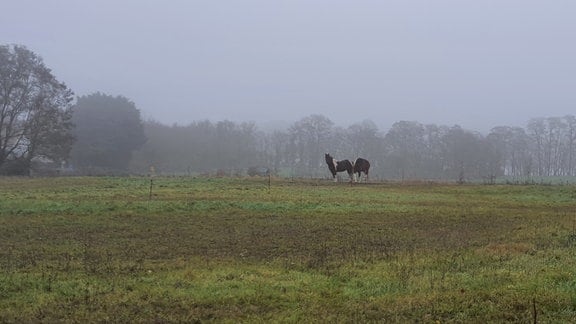 Ein geschecktes Pferd steht im Nebel auf einer Wiese, im Hintergrund Bäume.