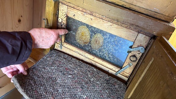 Blick auf die Rückseite eines Bienenstocks, durch eine Glasscheibe sind Bienen und Waben zu erkennen