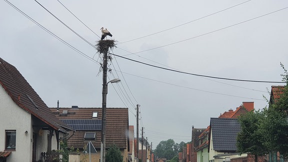 Storchennest auf einem Strommast an einer Ortsdurchfahrt