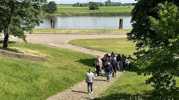 Schilf steht 2018 am Ufer eines Sees einer Polderflächen der Elbe.