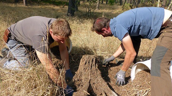 Zwei Männern graben mit ihren Händen in einem Ameisenhaufen. 