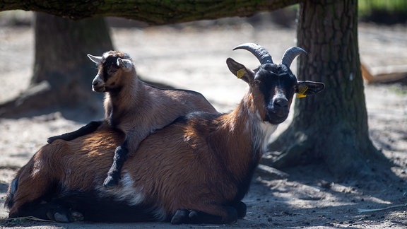 Eine Bunte deutsche Edelziege liegt im Wildpark Weißewarte im Streichelgehege auf dem Boden während ihr Jungtier auf sie draufklettert.