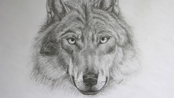 Zeichnung eines Wolfsgesichts auf einem weißen Blatt Papier