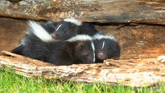Stinktiere kuscheln sich unter einen Baumgstamm.